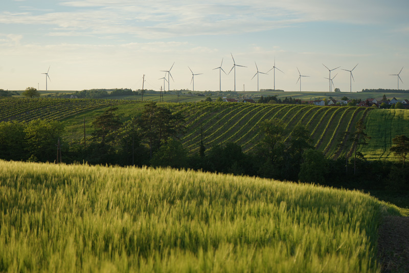 Foto: typische Ansicht vom Weinviertel, Weinberge mit Windrädern